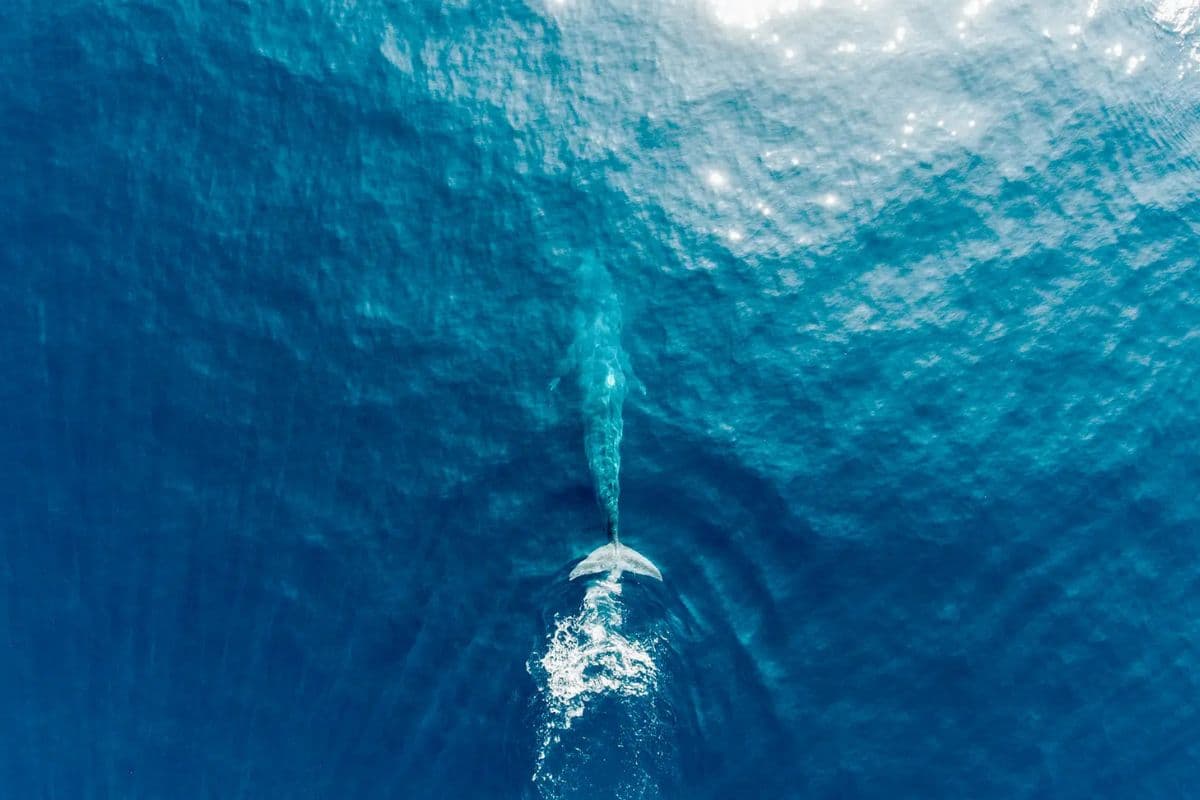 A blue whale surfacing off the Sri Lankan coast