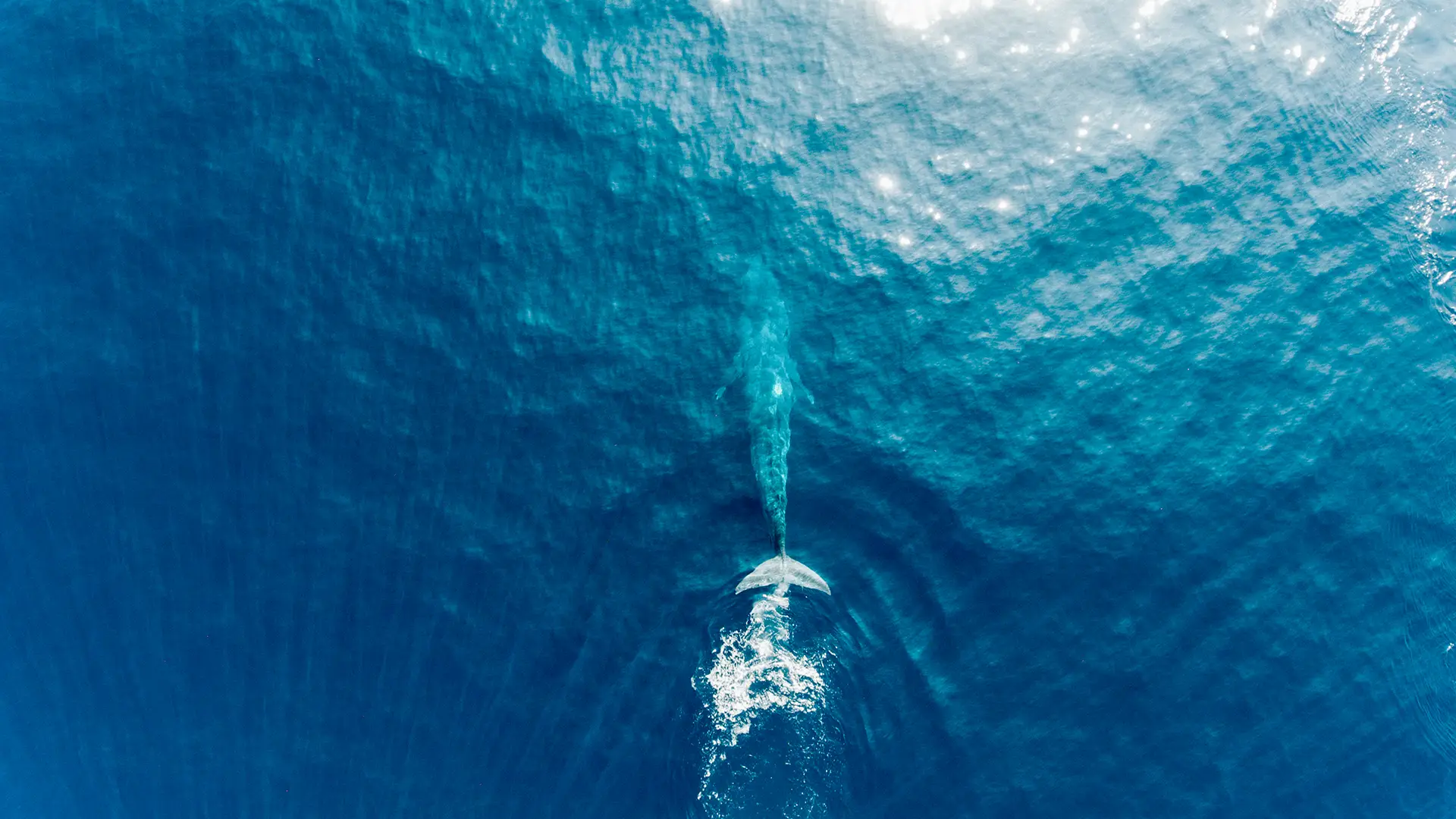 Marine Life Discovery — 1