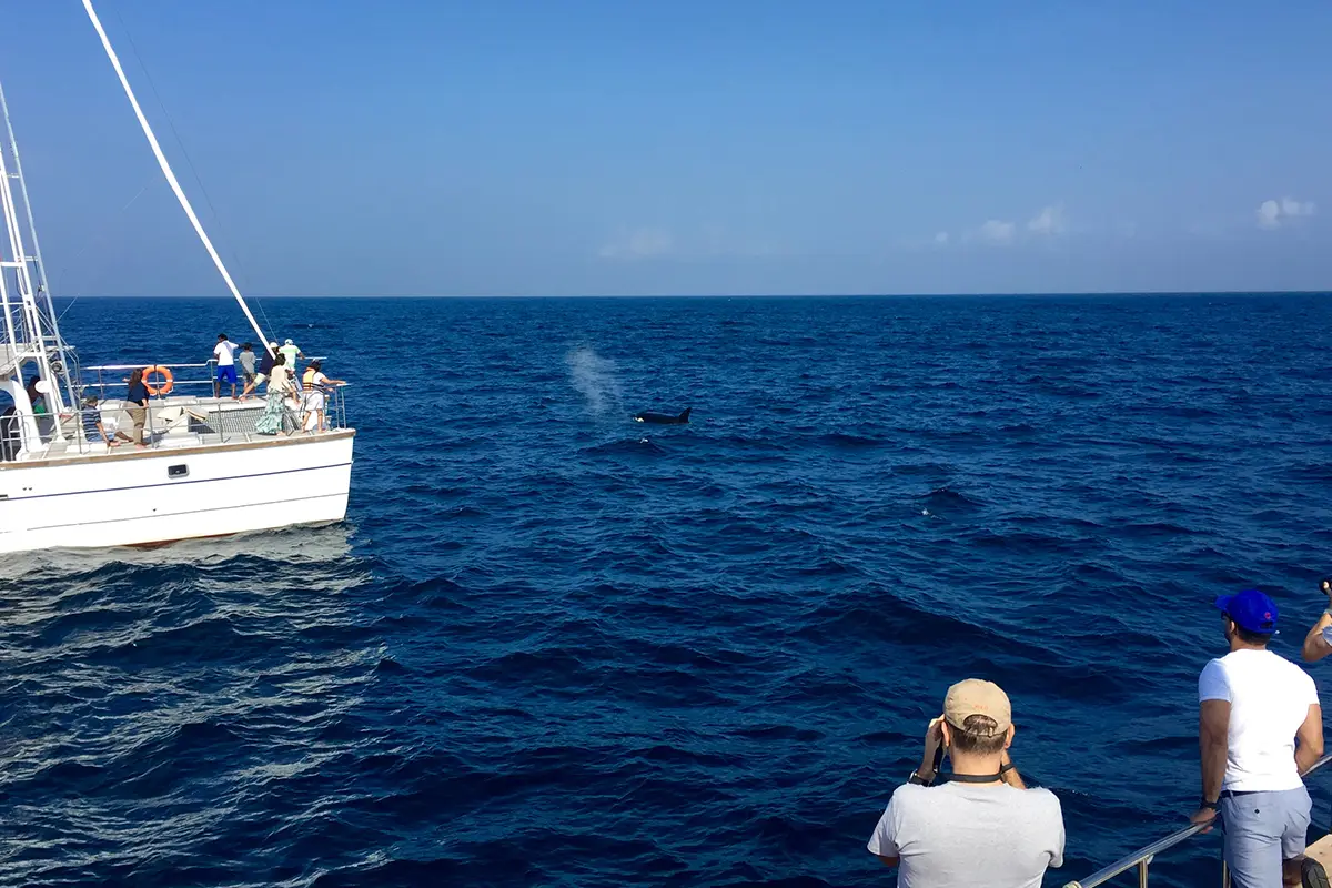 Marine Life Discovery — 2