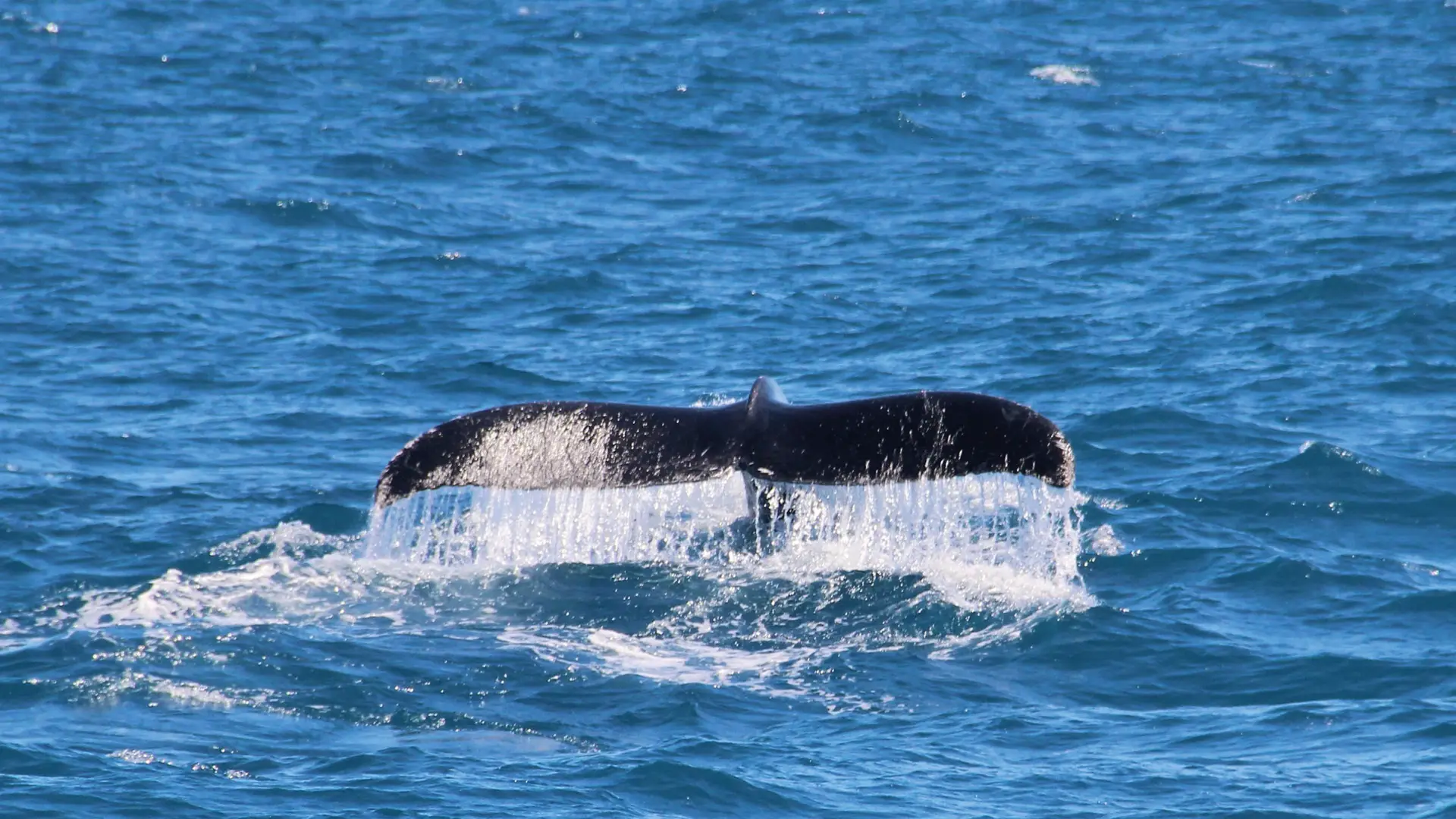 Marine Life Discovery