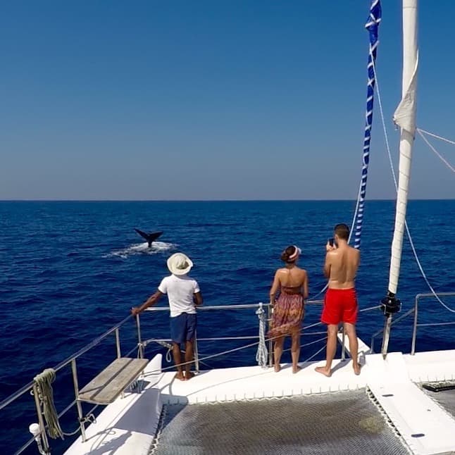 Marine Biologist Masterclass at Sea