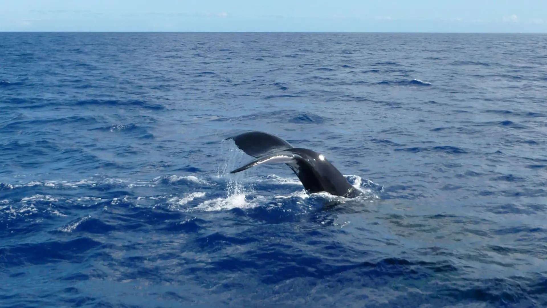 Join-in Whale and Dolphin Discovery Sail (Daily Departures) — onboard