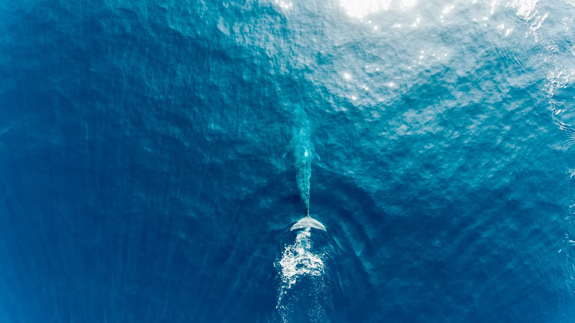 Join-in Whale and Dolphin Discovery Sail (Daily Departures)